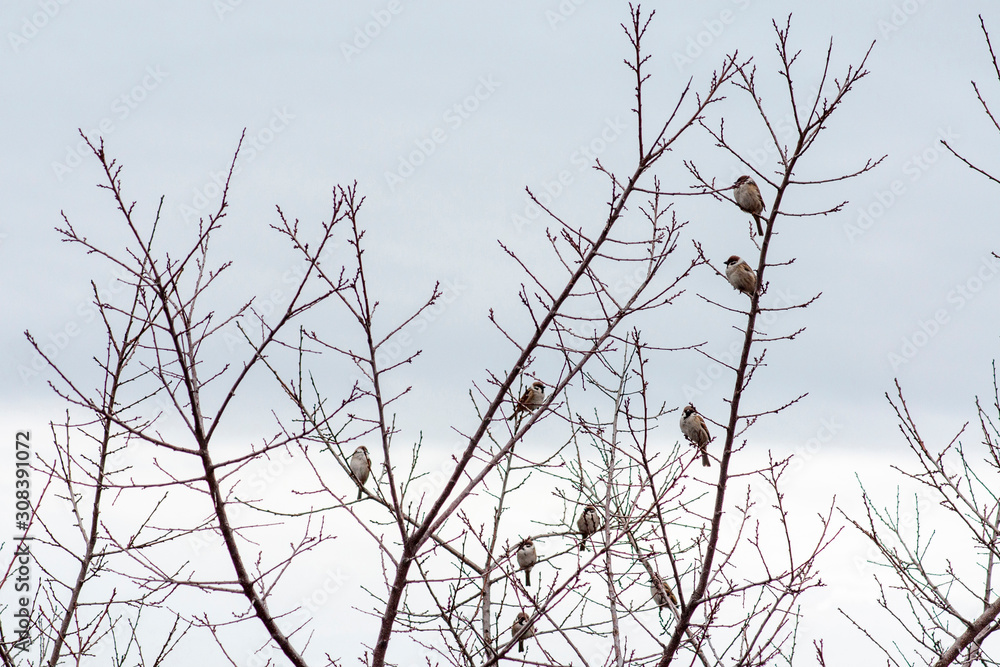 A flock of sparrows sat on a branch of an apricot tree. A flock of sparrows sat on a branch of an apricot tree.