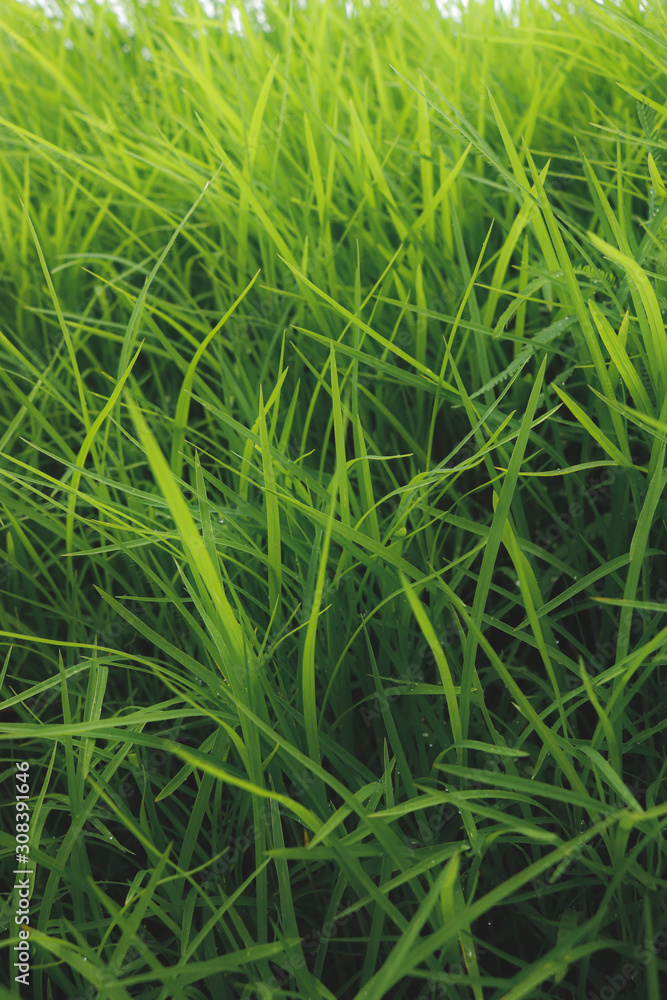 Fototapeta premium CLOSE UP PICTURE OF GREENISH FRESH GRASS