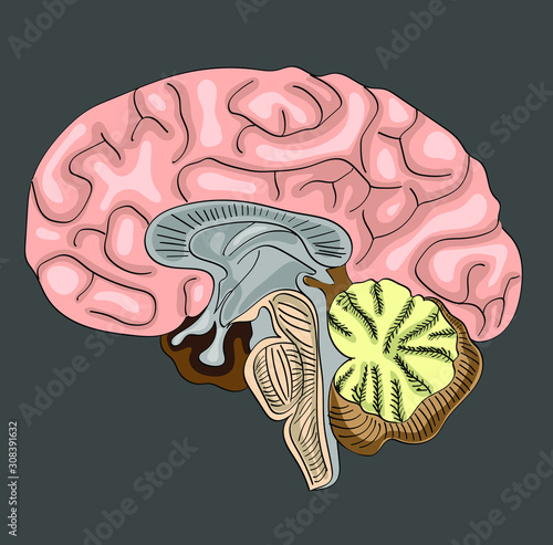 Human brain anatomy diagram. 3D vector illustration design
