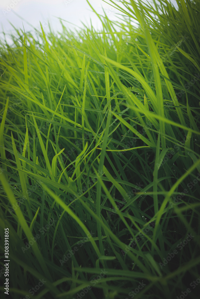 CLOSE UP PICTURE OF GREENISH FRESH GRASS