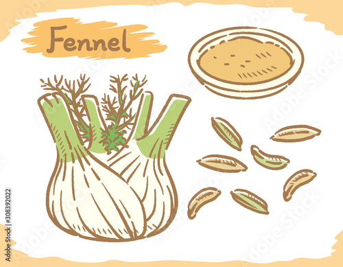 Fennel seeds and plant isolated on white.