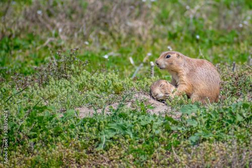Prairie Dogs in Devils Tower National Monument, Wyoming