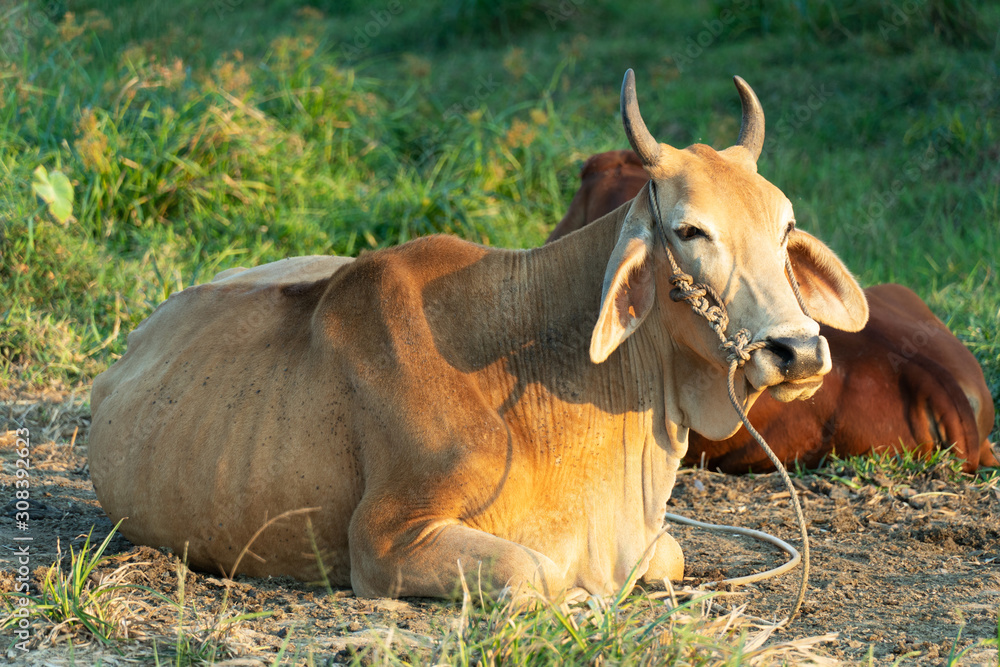 cow livestock agricultural animal laying on grass meadow nature cow livestock agricultural animal laying on grass meadow nature