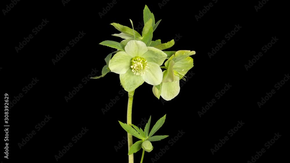 Green hellebore bloom buds ALPHA matte, FULL HD (Helleborus caucasicus) Green hellebore bloom buds ALPHA matte, FULL HD (Helleborus caucasicus)