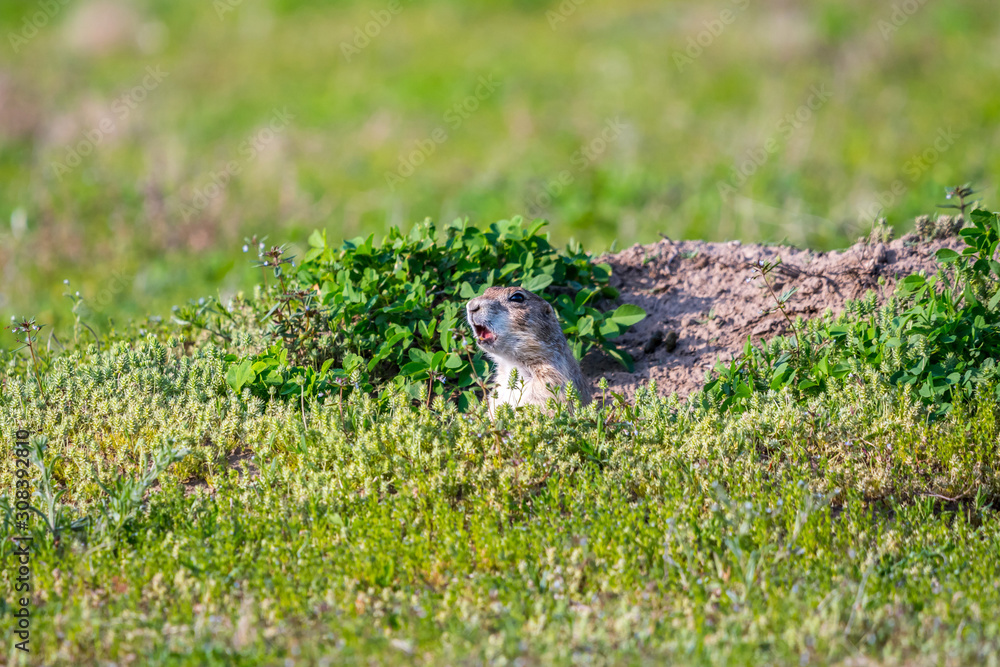 Prairie Dogs in Devils Tower National Monument, Wyoming Prairie Dogs in Devils Tower National Monument, Wyoming