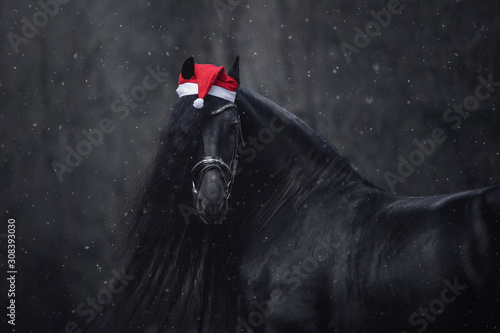 Fotografie portrait of christmas friesian stallion horse with long mane in red cap with bri