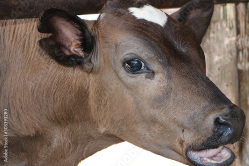 Closeup face of cows raised for milk production in brown color with white on head.