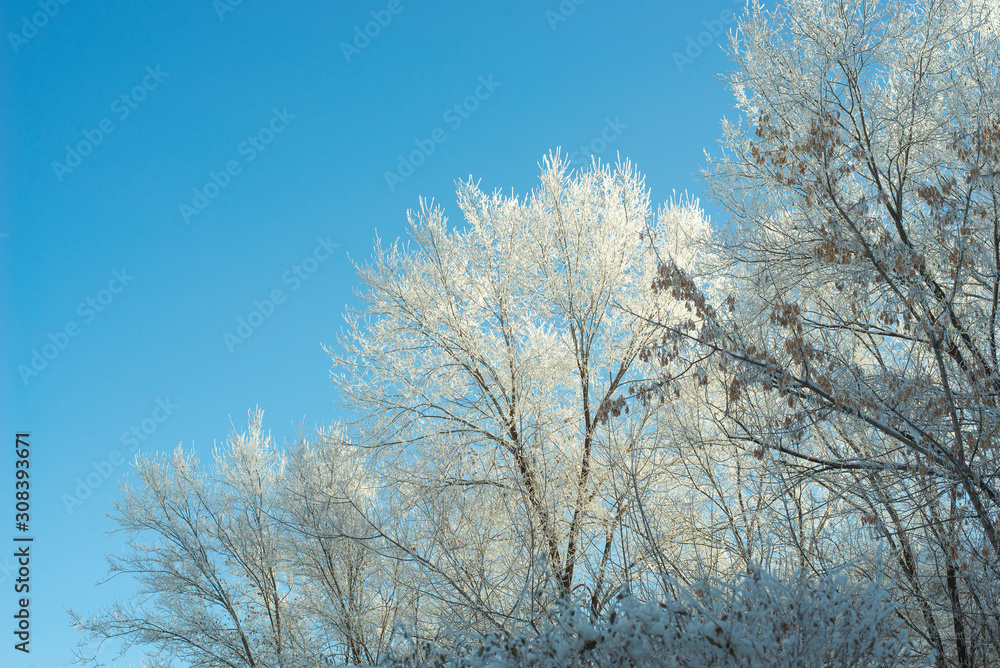 Winter sunny landscape with blue sky and branches in hoarfrost Winter sunny landscape with blue sky and branches in hoarfrost