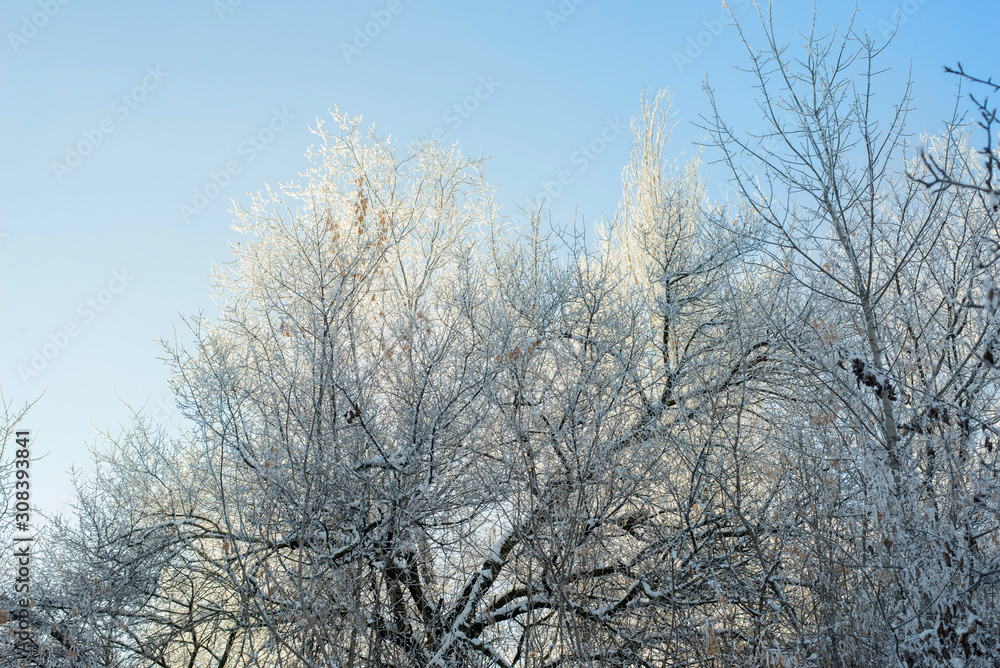Winter sunny landscape with blue sky and branches in hoarfrost Winter sunny landscape with blue sky and branches in hoarfrost