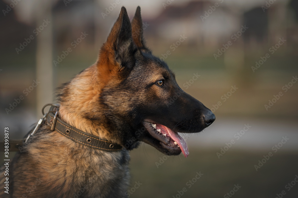 Working dog german shepherd mix in park Working dog german shepherd mix in park