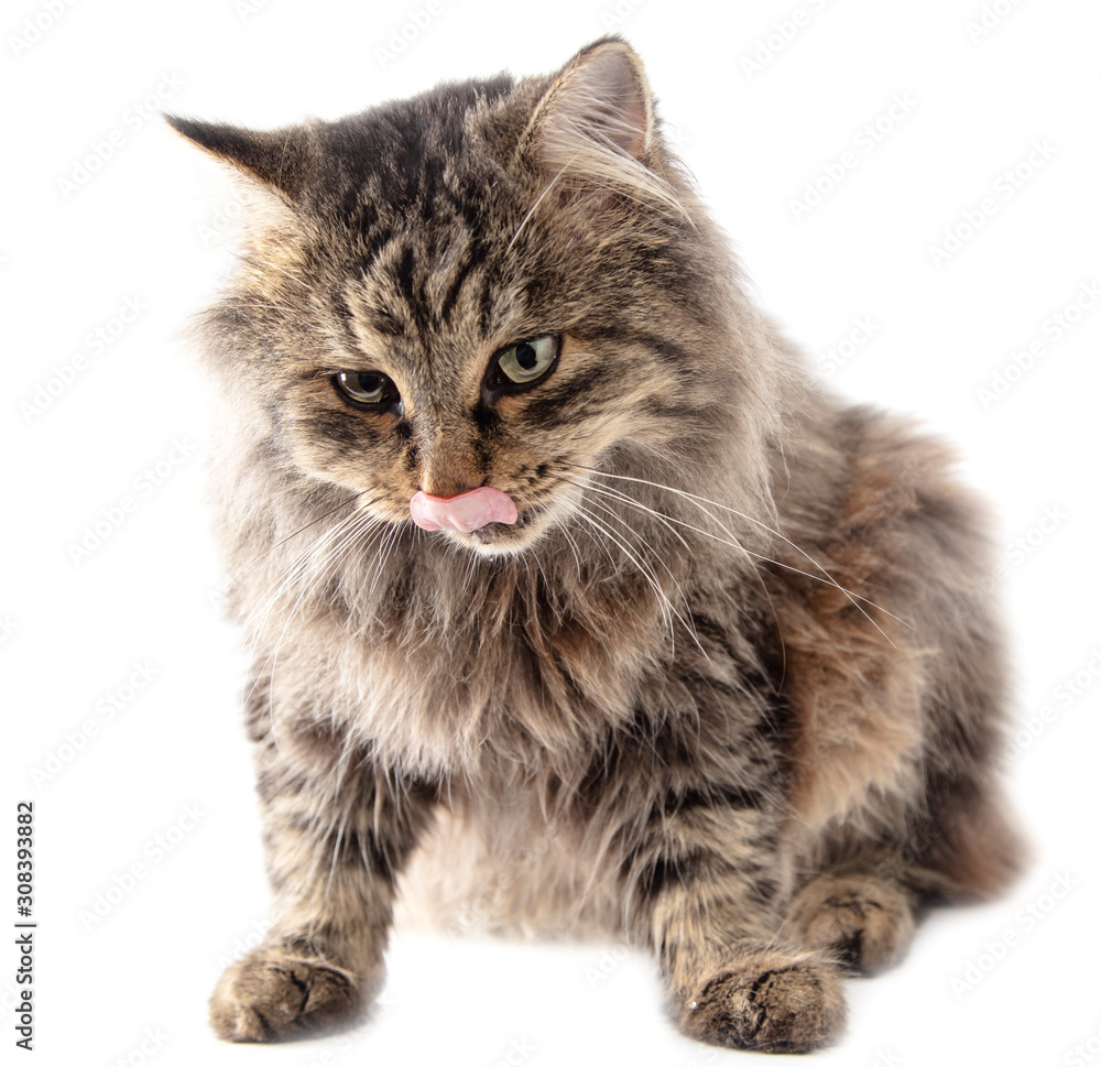 Portrait of a cat isolated on a white background