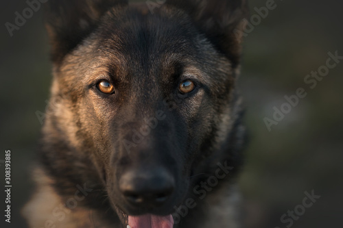 Fotografie Working dog german shepherd mix in park