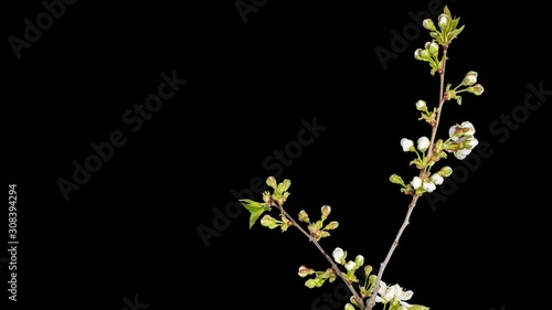 Cherry flower buds ALPHA matte, FULL HD. (Prunus subgen. Cerasus), timelapse photo