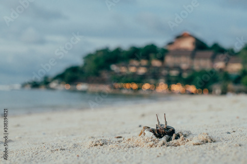 Crab on the beach in the sand. Beach landscape at sunset.