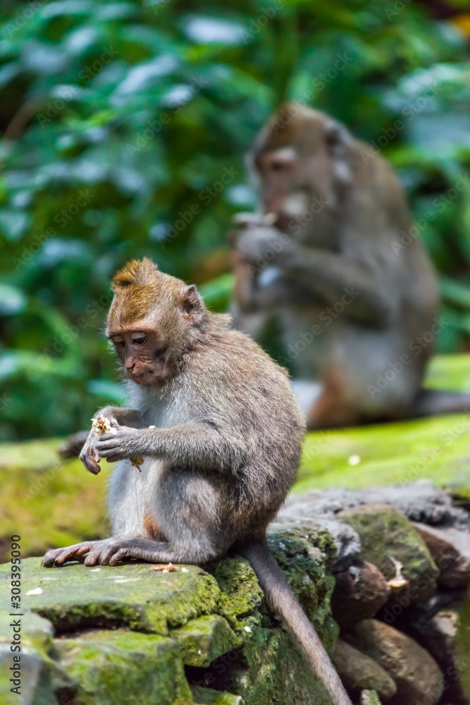 Monkey in forest park in Ubud - Bali Indonesia