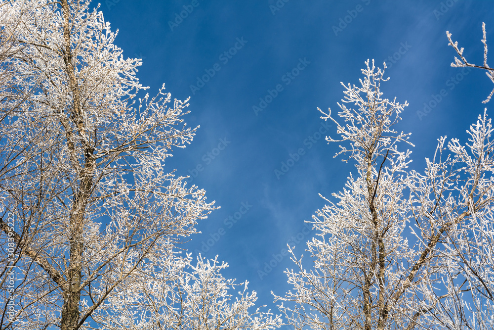 winter's tale winter's tale