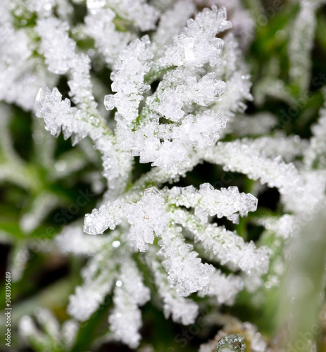 White snowflakes on a green leaf of grass as an abstract background © schankz