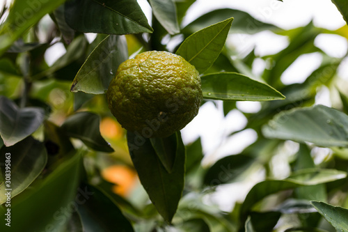 Oranges, of the mandarin variety, on the tree branch