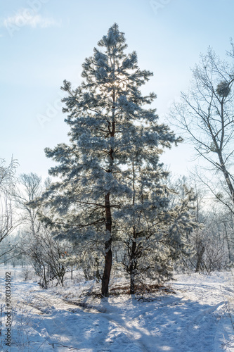 Wallpaper Mural winter's tale Torontodigital.ca