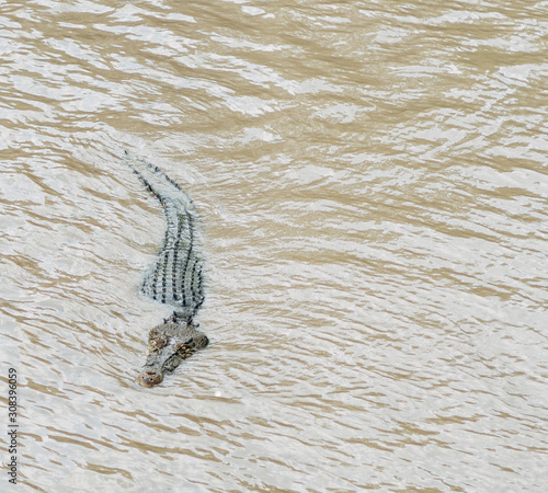 A fearful saltie crocodile in a river close to Cahill Crossing photo
