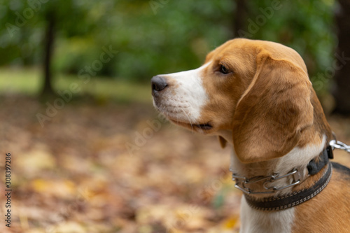Image of the beagle in nature, Image of a hunting dog. Pet, puppy © Aleksandr