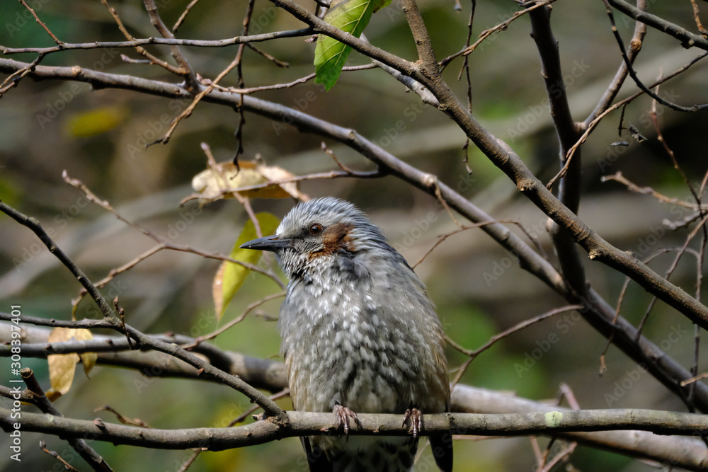 bulbul on branch bulbul on branch