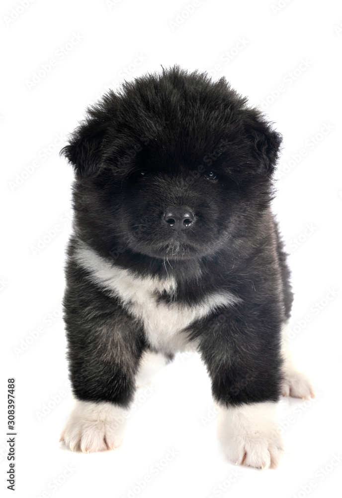 Fototapeta premium puppy american akita