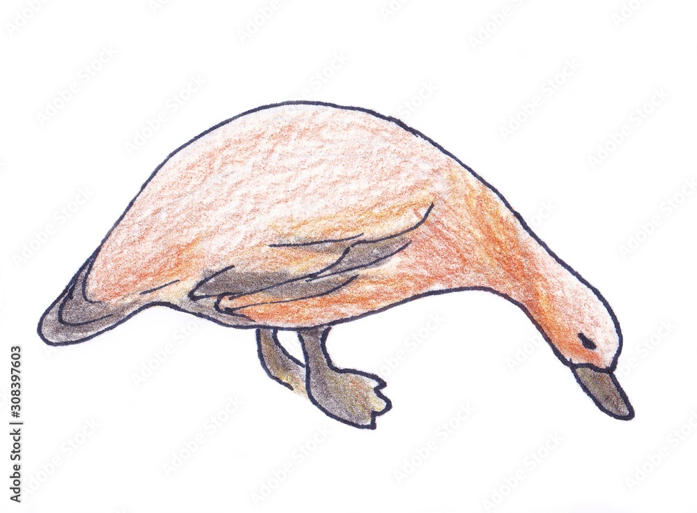 Fototapeta premium Brown duck, color linear illustration on a white background