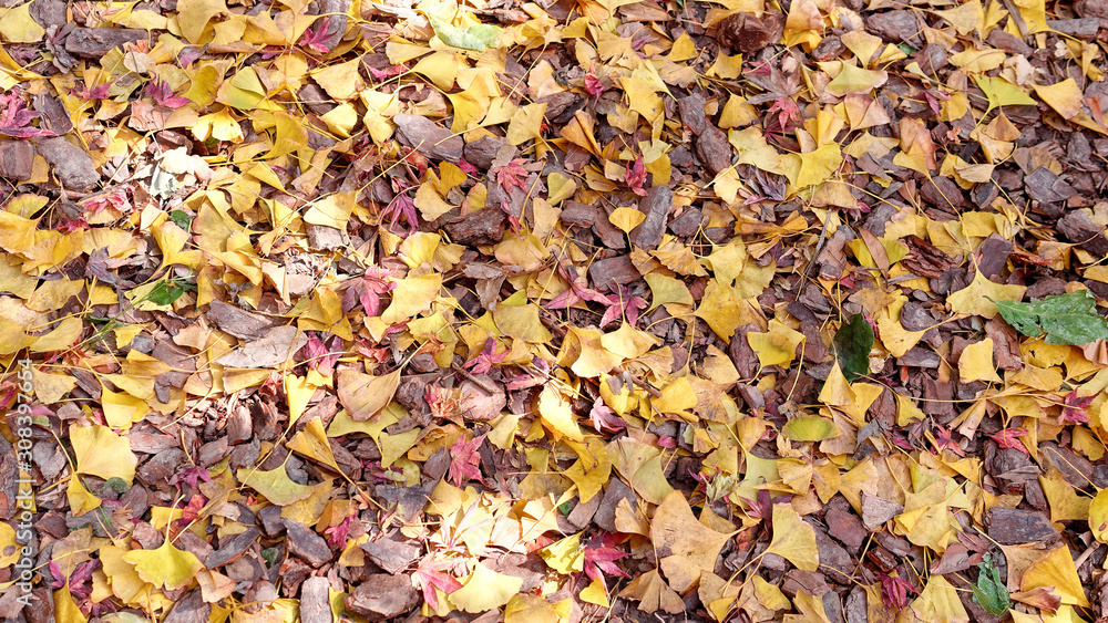 Golden ginkgo biloba tree leaves and red maple tree leaves autumn foliage background. Yellow and red withered leaves on the ground.