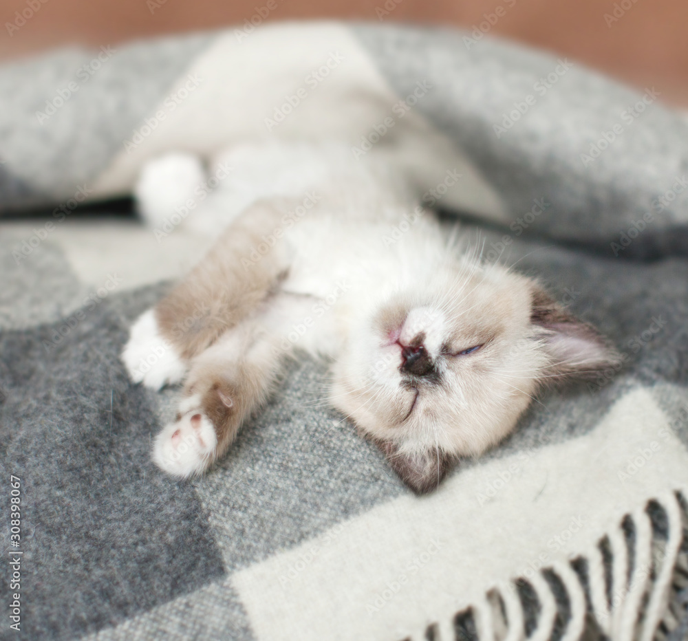 Cat relaxing on knitted plaid in home interior of living room