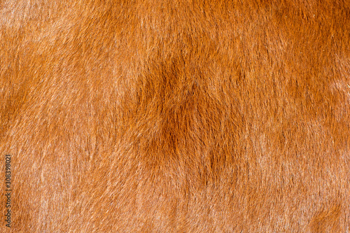 Brown texture of the fur 