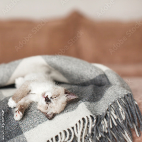 Cat relaxing on knitted plaid in home interior of living room