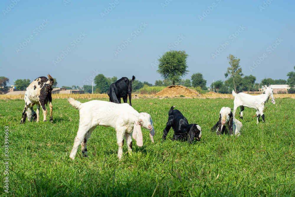 Herd of goats in the green field Herd of goats in the green field