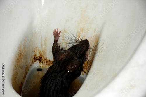 Black rat falls into a toilet