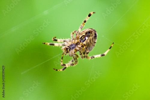 Pająk / Spider photo