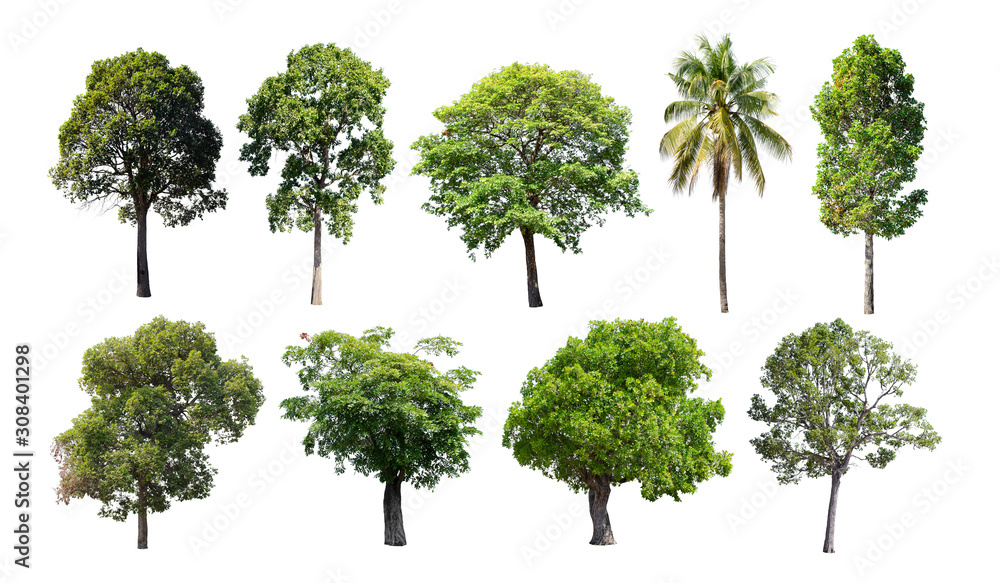 Isolated trees set isolated on white background. Isolated trees set isolated on white background.