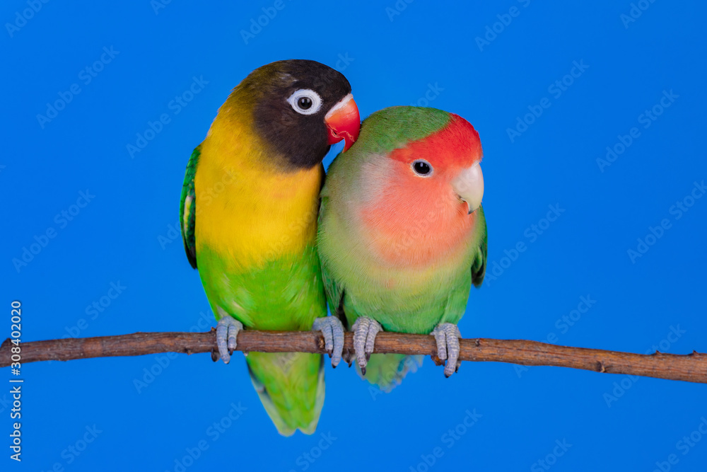 Fototapeta premium Lovebirds on a branch