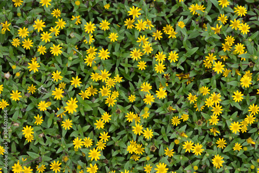 Mexican creeping zinnia Mexican creeping zinnia