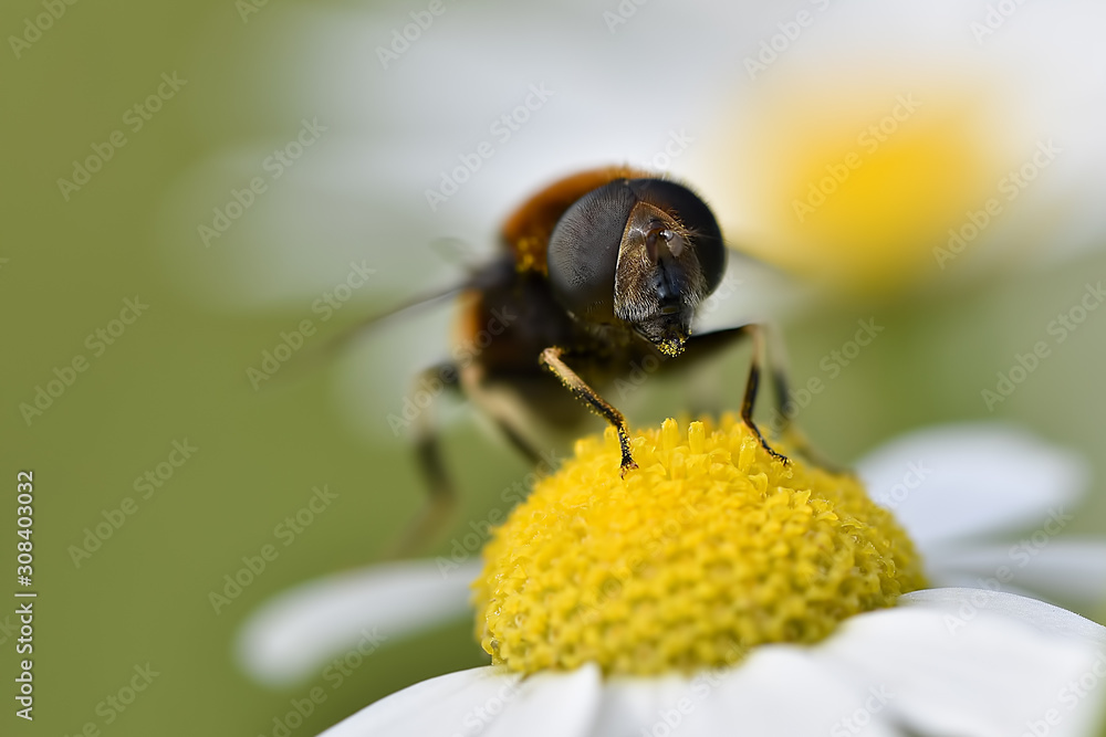 Macro photo of a fly on a camomile flower Macro photo of a fly on a camomile flower