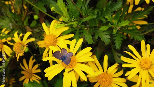 Close up video of a Lang's Short Tailed Blue Butterfly (Leptotes Pirithous) feeding on a green leaved golden shrub daisy. Shot at 120 fps. photo