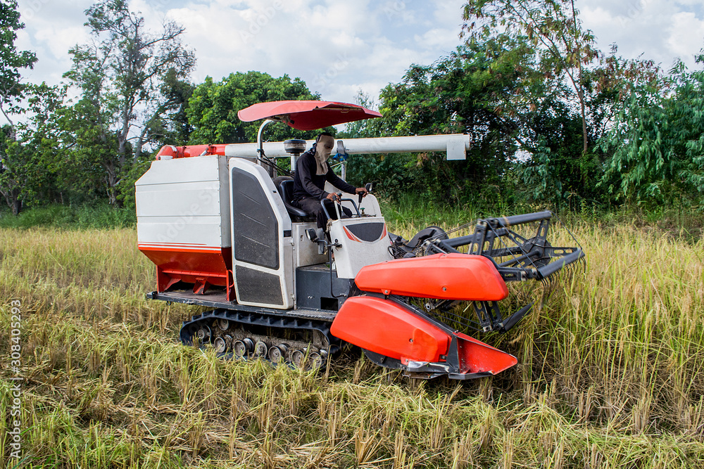 Combine harvesters are working in rice fields, rice fields in Thailand. Combine harvesters are working in rice fields, rice fields in Thailand.