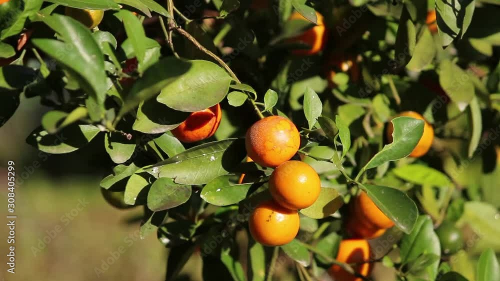 Orange tree with fruits in orange garden on a sunshine day. Natural outdoor food background. Orange tree with fruits in orange garden on a sunshine day. Natural outdoor food background.