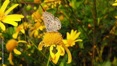 Close up video of a Lang's Short Tailed Blue Butterfly (Leptotes Pirithous) feeding on a green leaved golden shrub daisy. Shot at 120 fps. photo