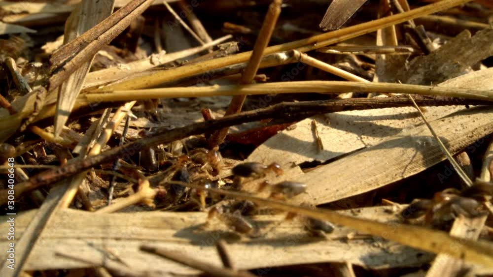 closeup termite walking on dry bamboo leaves in the jungle with morning orange sunlight closeup termite walking on dry bamboo leaves in the jungle with morning orange sunlight