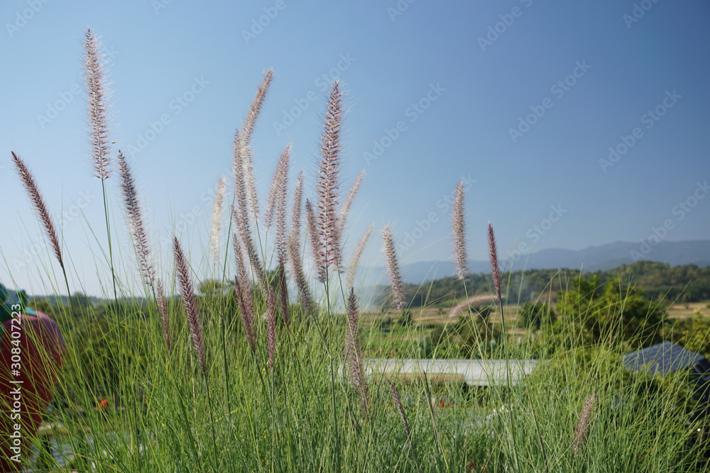 Poaceae Grass Flowers Field,Green grass in nature Landscape of winter meadow of Thailand Poaceae Grass Flowers Field,Green grass in nature Landscape of winter meadow of Thailand