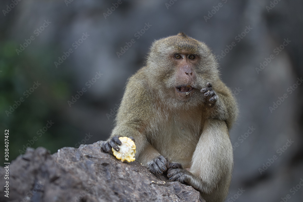 Wild monkey with corn Wild monkey with corn