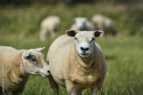 Texel sheep, a heavily muscled breed of domestic sheep from the Texel island in the Netherlands on meadow