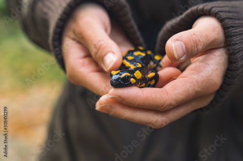 fire salamander in hand reptile animal theme photography 
