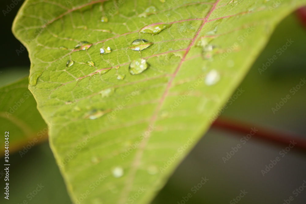 morning dew on the leaves morning dew on the leaves