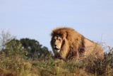 Male African Lion, Simba